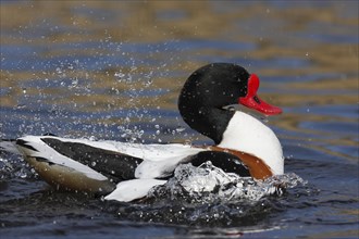 Common Shelduck (Tadorna tadorna)