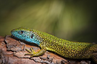 Eastern Green Lizard (Lacerta viridis)