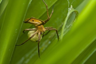 Nursery-web Spider (Pisaura mirabilis) with an egg sac