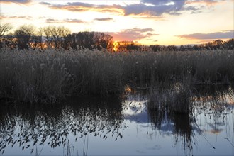 Sunset over a pond landscape with Common Reeds (Phragmites australis