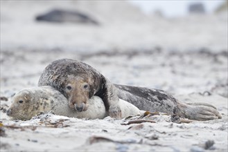 Grey seals (Halichoerus grypus) on the beach