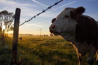 Cow standing on a pasture with a barbed wire fence