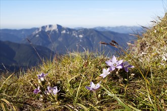 Purple saxifrage or purple mountain saxifrage at Mount Hochiss in the Rofan massif