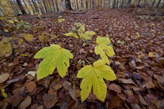 Sycamore maple (Acer pseudoplatanus) seedling in an autumn forest