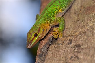 Boehme's Day Gecko (Phelsuma boehmi)