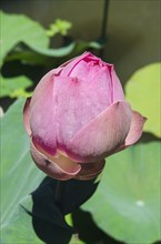Lotus or Indian Lotus (Nelumbo nucifera)