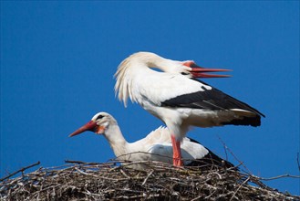 Welcoming scene of White Storks (Ciconia ciconia) on a nest