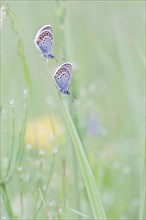 Common Blue (Polyommatus icarus) two butterflies perched on a blade of grass