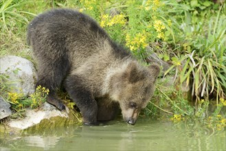 Young Brown Bear (Ursus arctos)