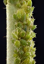 Colony of small Permanent Currant Aphids (Aphidula schneideri)