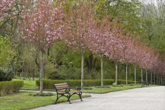 Avenue with flowering Japanese cherry trees