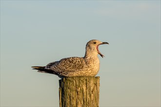Herring Gull or European Herring Gull (Larus argentatus)