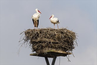 White storks (Ciconia ciconia) on the nest