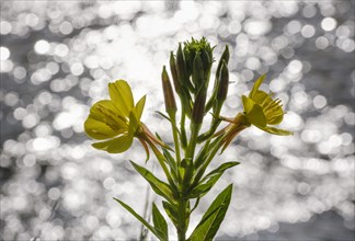 Common evening primrose (Oenothera biennis) in front of reflecting water