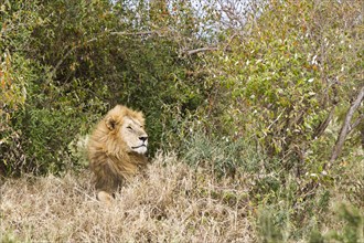 Lion (Panthera leo)