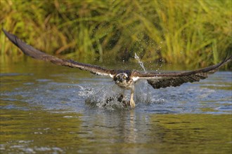 Osprey (Pandion haliaetus) taking flight after a successful hunt with Rainbow Trout (Oncorhynchus mykiss) as prey