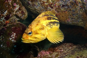 Yellow Rockfish or Three-stripe Rockfish (Sebastes trivittatus)