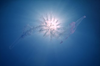 Jellyfish (Medusozoa sp.)