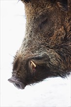 Wild boar (Sus scrofa)