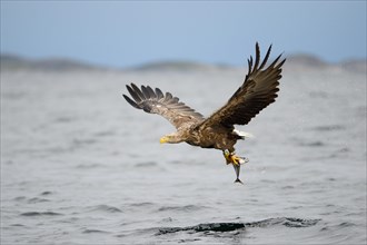 White-tailed Eagle or Sea Eagle (Haliaeetus albicilla) flying with a captured fish