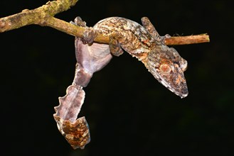 Leaf-tailed Gecko (Uroplatus giganteaus)