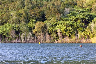 Silver Ferns (Cyathea dealbata) on the shores of Lake Tikitapu