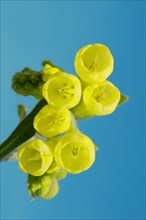 Golden-flowered Onosma (Onosma taurica)