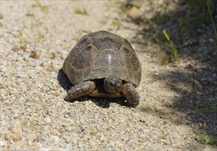 Spur-thighed Tortoise or Greek Tortoise (Testudo graeca)