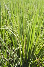 Rice plants (Oryza sativa) growing in a rice paddy