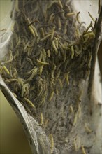 Caterpillars of the Ermine Moth (Yponomeuta sp.)