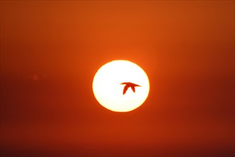 Northern gannet (Sula bassana) flying in front of setting sun