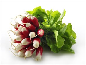 Fresh bunch of radishes