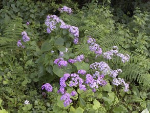 Flowering Steetz' Cinerarie (Pericallis steetzii) in green vegetation