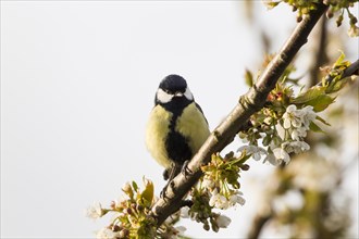 Great Tit (Parus major)