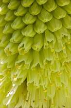 Pineapple flowers or Pineapple lilies (Eucomis sp.)