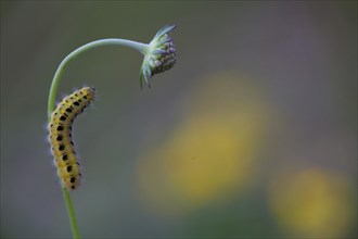 Caterpillar of a Six-spot Burnet Moth (Zygaena Filipendulae)