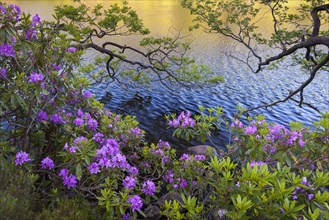 Rhododendron (Rhododendron catawbiense)