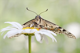 Old World Swallowtail (Papilio machaon) butterfly on a Marguerite