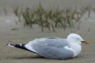 Commomn Gull (Larus canus) acting apathetic and having coordination difficulties due to a thiamine deficiency