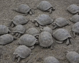 Galapagos Giant Tortoise (Chelonoidis nigra) at the Charles Darwin Station