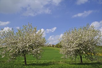 Two blossoming Apple Trees (Malus domesticus) on a meadow