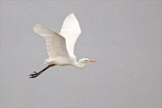 Great Egret (Ardea alba) flying through falling snow
