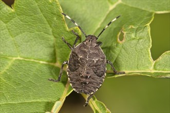 Grey Stink Bug (Rhapigaster nebulosa)