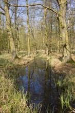 Riparian forest with Oak trees or Pedunculate Oaks (Quercus robur) and pools of water in the spring
