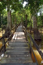 Boardwalk in the flooded forests of Varzea