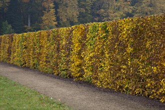 Hedge made of beech trees (Fagus sylvatica) with autumn foliage
