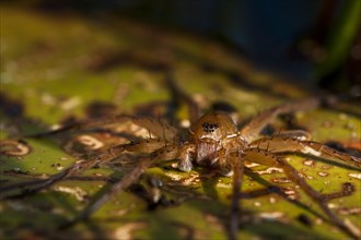Raft Spider (Dolomedes fimbriatus)