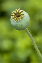 Seed pod of an Opium Poppy (Papaver somniferum)