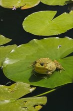 Green Frog (Rana clamitans) resting on a lily pad on the surface of a pond