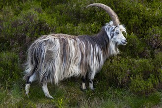 Feral goat (Capra hircus aegagrus)